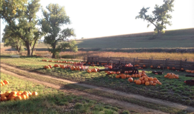 Pumpkin Patch